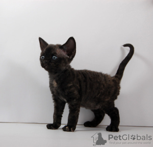 Photo №3. Devon Rex femelle. USA