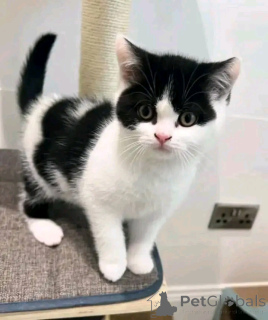 Photo №1. munchkin - à vendre en ville de Berlin | 500€ | Annonce № 138849