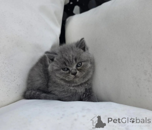 Photo №1. british shorthair - à vendre en ville de Aleksandrie | 350€ | Annonce № 178675