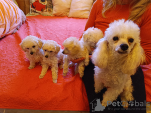 Photo №3. Chiots caniches miniatures. Estonie