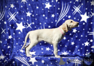 Photo №3. Greyhound persan Saluki. Serbie