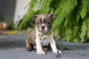 Photo №1. terrier de boston - à vendre en ville de Grains | 350€ | Annonce №170154