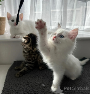 Photo №1. angora turc - à vendre en ville de Grunberg | 350€ | Annonce № 178177