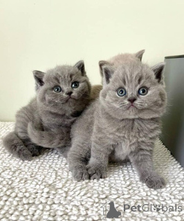 Photo №1. british shorthair - à vendre en ville de Berlin | négocié | Annonce № 139023