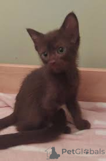 Photo №2 de l'annonce № 164676 de la vente havana brown - acheter à La finlande annonce privée, éleveur