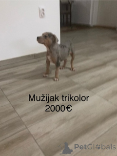 Photo №4. Je vais vendre bull terrier en ville de Ruma. éleveur - prix - négocié