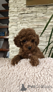 Photo №3. Jouet des boîtes rouges. Serbie