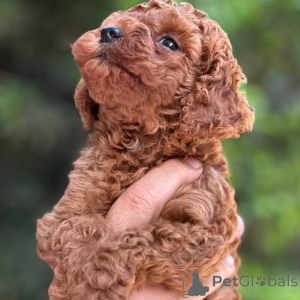 Photo №2 de l'annonce № 164037 de la vente caniche (jouet) - acheter à La finlande annonce privée, de l'abri