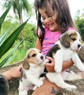 Photo №2 de l'annonce № 168023 de la vente beagle - acheter à Allemagne annonce privée