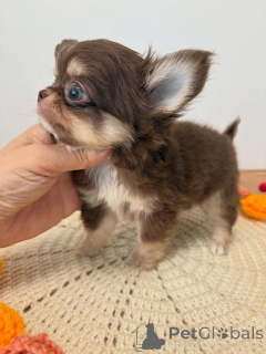 Photo №3. Chiot Chihuahua disponible à l'adoption. République Tchèque