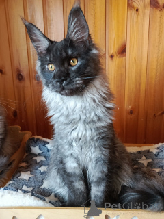 Photo №1. maine coon - à vendre en ville de Москва | 862€ | Annonce № 139950