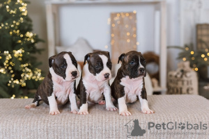 Photos supplémentaires: Chiots American Staffordshire Terrier