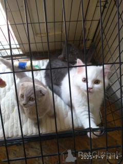Photo №4. Je vais vendre scottish fold en ville de Tbilissi. annonce privée - prix - 319€