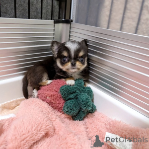Photo №1. chihuahua - à vendre en ville de Helsinki | 500€ | Annonce №164043