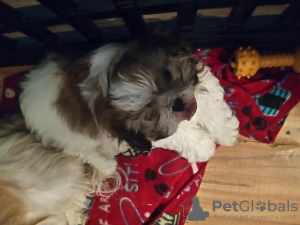 Photo №1. shih tzu - à vendre en ville de Nuremberg | 450€ | Annonce №56601