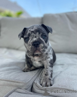 Photo №1. bouledogue - à vendre en ville de Торонто | 372€ | Annonce №138004