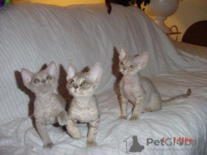 Photo №4. Je vais vendre devon rex en ville de Франкфурт-на-Майне. éleveur - prix - 400€