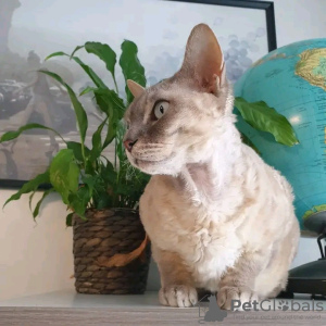 Photo №4. Je vais vendre devon rex en ville de Helsinki. annonce privée, éleveur - prix - 350€