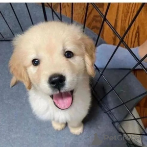 Photo №2 de l'annonce № 167329 de la vente dogue argentin - acheter à Les philippines annonce privée