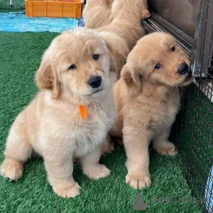Photo №1. golden retriever - à vendre en ville de Feuille | 350€ | Annonce №171430