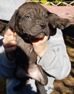 Photo №3. MEILLEURS CHIOTS CANE-CORSO. Georgia