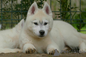 Photos supplémentaires: husky sibérien BEAU chien