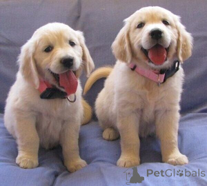 Photo №1. golden retriever - à vendre en ville de Dronninglund | négocié | Annonce №170295