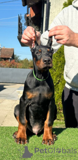 Photos supplémentaires: Chiots Doberman à vendre