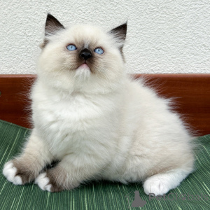 Photo №1. ragdoll - à vendre en ville de Aarhus | négocié | Annonce № 171360