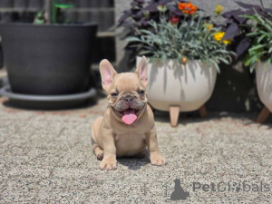 Photo №3. Apollo entièrement prêt pour une nouvelle maison. Allemagne