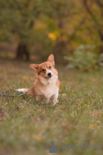 Photo №2. Service d'accouplement welsh corgi. Prix - négocié