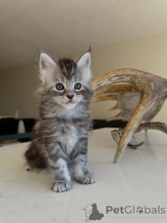 Photo №2 de l'annonce № 177806 de la vente maine coon - acheter à Allemagne éleveur