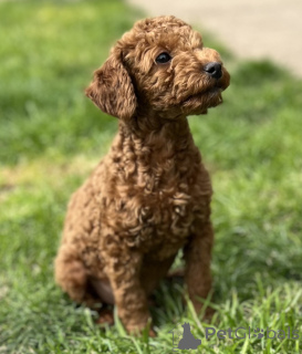 Photo №1. caniche (jouet) - à vendre en ville de Inđija | négocié | Annonce №139920