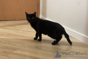 Photos supplémentaires: Chaton chat noir Shelly comme cadeau pour les bons cœurs !