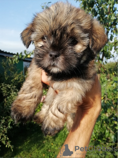 Photo №4. Je vais vendre shih tzu en ville de Зарасай. annonce privée, de la fourrière, éleveur - prix - 450€