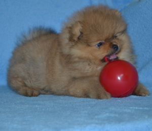 Photo №2 de l'annonce № 4368 de la vente spitz nain - acheter à Biélorussie annonce privée