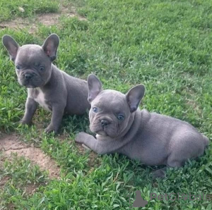 Photo №1. bouledogue - à vendre en ville de Варена | négocié | Annonce №53581