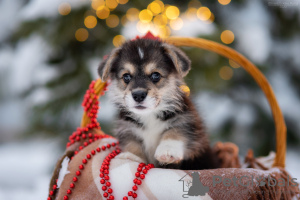 Photo №2 de l'annonce № 34198 de la vente chien bâtard - acheter à Fédération de Russie éleveur