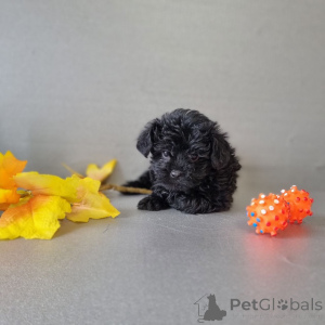 Photo №1. caniche (jouet) - à vendre en ville de Helsinki | 1500€ | Annonce №163100