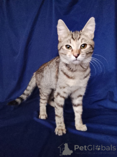 Photo №1.  - à vendre en ville de Rivière moscou | Gratuit | Annonce № 165479