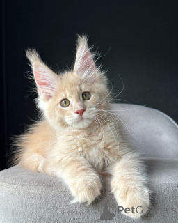 Photo №1. maine coon - à vendre en ville de Cologne | négocié | Annonce № 153064