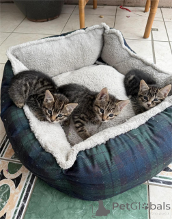 Photo №1. european à poil ras - à vendre en ville de Bönnigheim | 350€ | Annonce № 153848