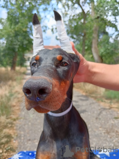 Photo №1. dobermann - à vendre en ville de Belgrade | négocié | Annonce №112793