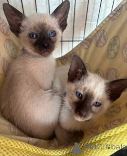 Photo №1. siamois - à vendre en ville de Porrentruy | 350€ | Annonce № 151642