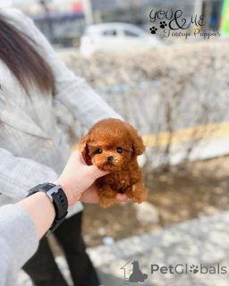 Photo №2 de l'annonce № 163957 de la vente chien bâtard - acheter à USA 