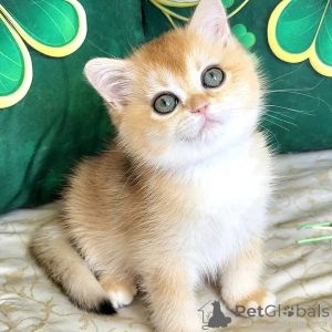 Photo №3. MAGNIFIQUE ET ADORABLE CHATON BRITISH SHORTHAIR À L'ADOPTION. La Grande-Bretagne