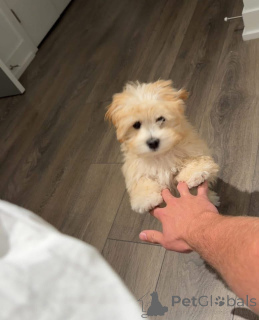 Photo №4. Je vais vendre  en ville de Indiana.  - prix - 630€