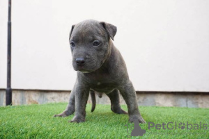 Photo №4. Je vais vendre bull terrier en ville de Knjazevac.  - prix - négocié