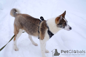 Photos supplémentaires: Les chiots vous attendent, responsables et aimants.