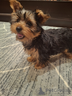 Photo №2 de l'annonce № 127656 de la vente biewer yorkshire terrier, yorkshire terrier - acheter à Estonie 